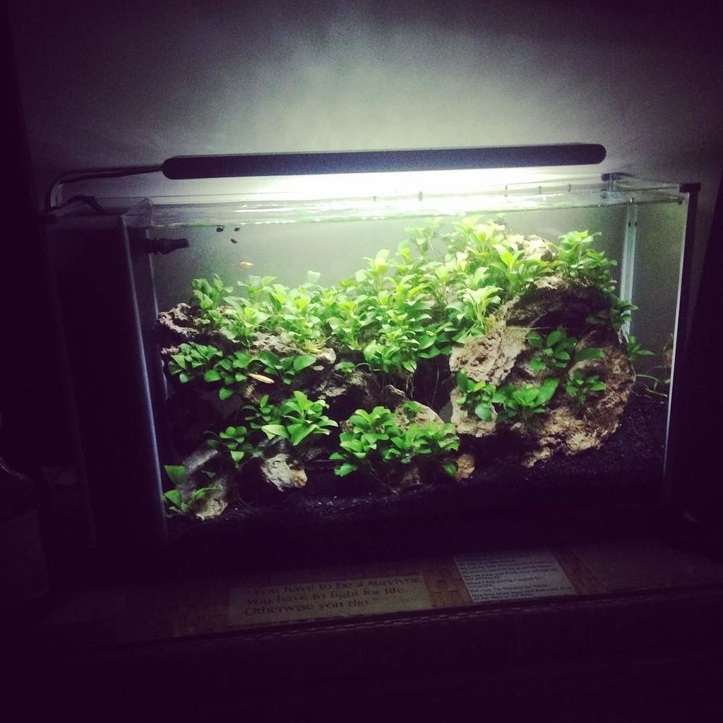 Akvaristan's tweet photo. #akvaristan #aquarium #akvaryum #aquarien My fluval spec v. #fluvalspecv #fluvalspec #anubiasnanapetite #anubias #… https://t.co/7rocUpVVjq