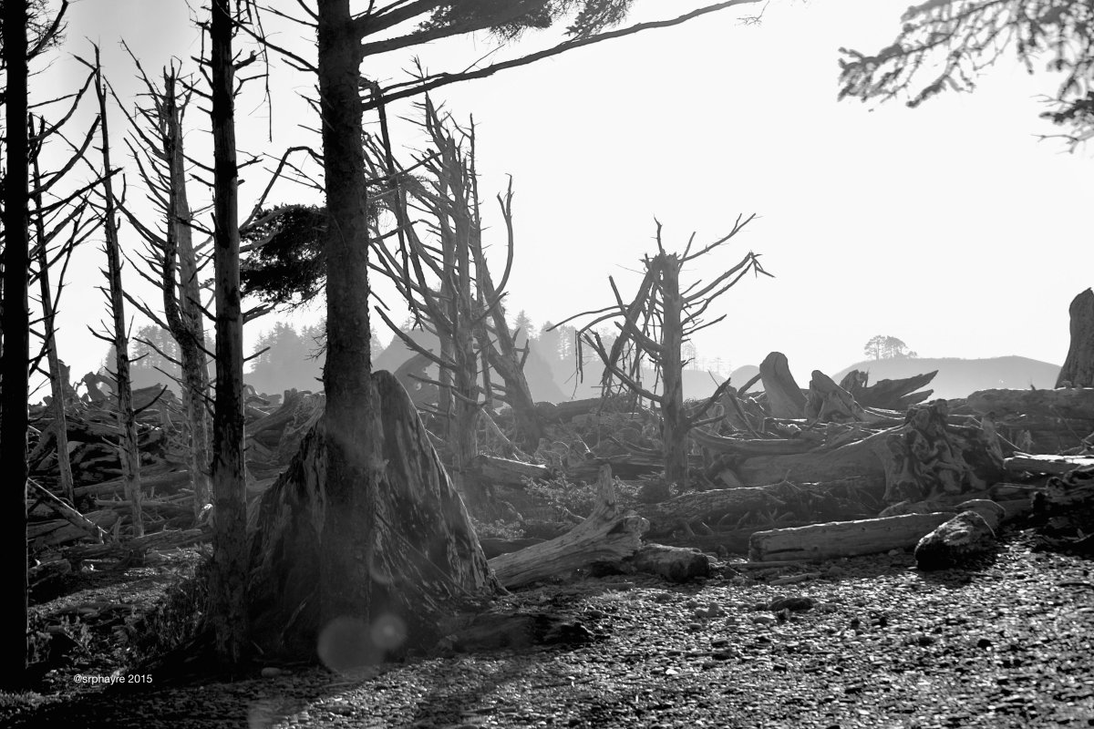 Giant logs and stripped trees on Rialto Beach in the Olympic National Park.  #beach #wawx #blackandwhite <a href="/yourtake/">Your Take</a>