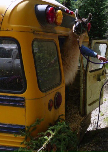 BallorAshlie22's tweet image. #freethellamas