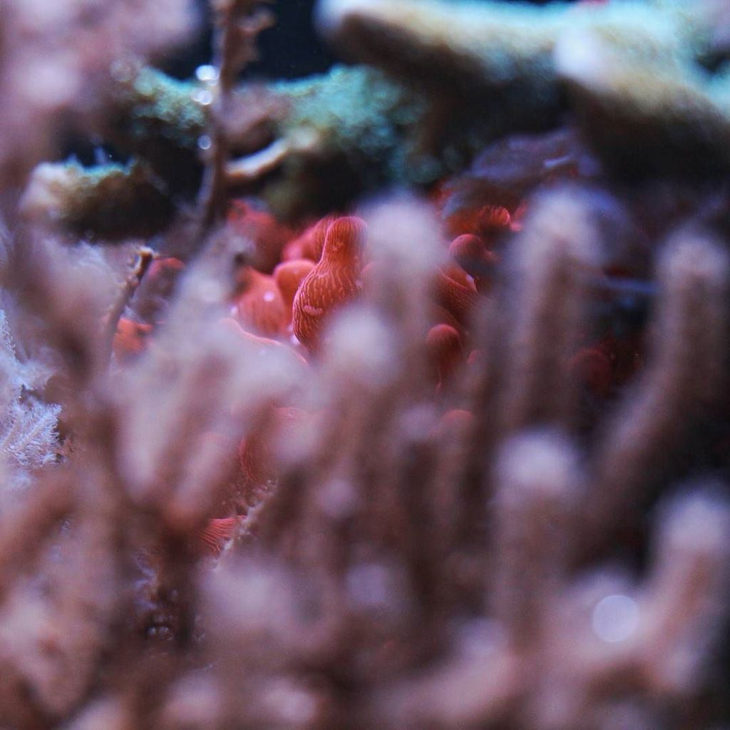 Akvaristan's tweet photo. #akvaristan #aquarium #akvaryum #aquarien #aquarium #aquascaping #aquascape #fish #reefing101 #reeferaddict #reefpa… https://t.co/QtlemCSIHp
