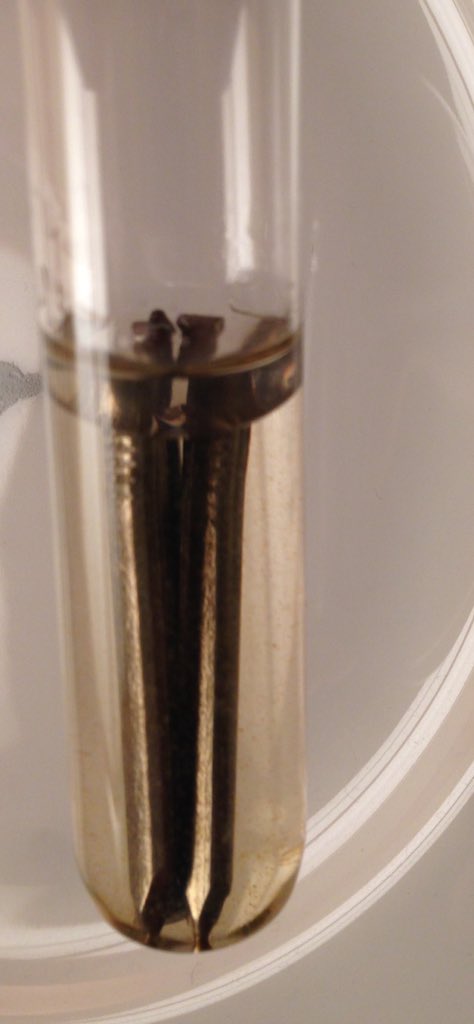 EmilyPrevCons's tweet image. Chemical reactions in 1st experiment occurring, temp in house probs accelerating reactions #chemistryforconservators