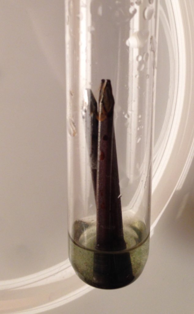 EmilyPrevCons's tweet image. Chemical reactions in 1st experiment occurring, temp in house probs accelerating reactions #chemistryforconservators