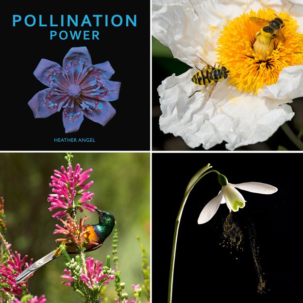 angelantics's tweet image. See how #insects + other #pollinators pick up pollen from flowers in #PollinationPower bit.ly/1KvBOfG