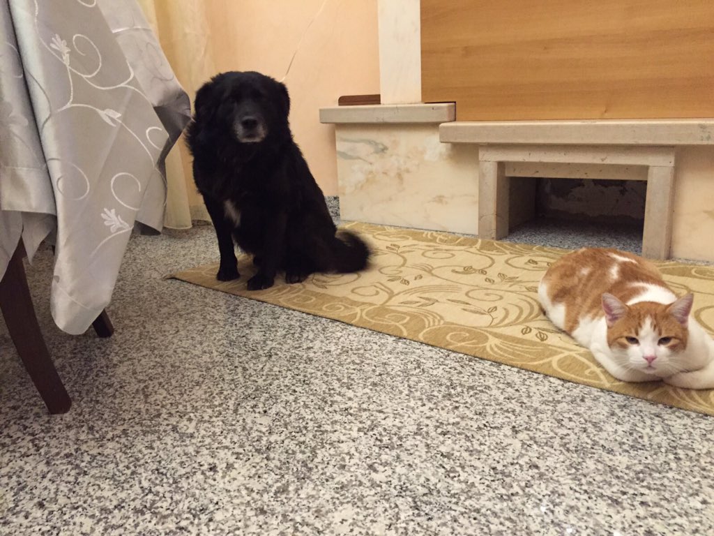 DerosaOlga's tweet photo. Almeno loro❤️ https://t.co/IlNeDAizEC
