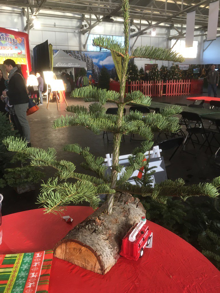 mlin's tweet photo. Christmas tree shopping at #theguardsmen at fort mason. This one seems like a good size. https://t.co/R3kHexX8Fx