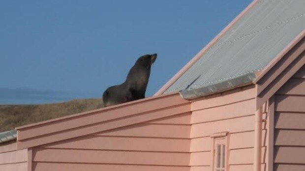 Skraaarrk! You know it’s not a typical day when there is a seal on your roof: ow.ly/2bwuFB