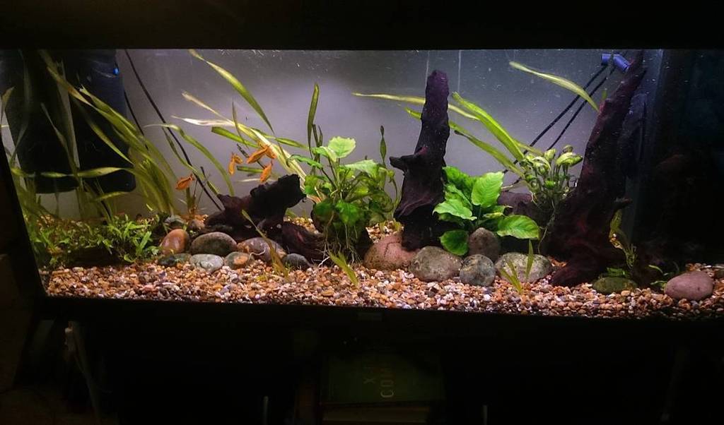 Akvaristan's tweet photo. #akvaristan #aquarium #akvaryum #aquarien This is a scape I put together last week 
#plantedfishtank #aquascape #tr… https://t.co/1DzOoROuXK