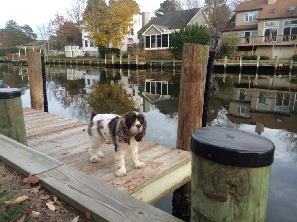 BalloonLisa's tweet photo. Thankful my dad invested in waterfront property 45 years ago! #OceanPines #maryland #OurUPinOP   #TimeToWinterize https://t.co/dAn2rcPZAW