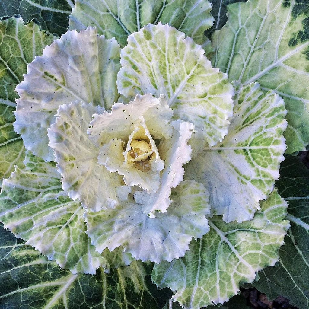 CraigAddy's tweet photo. I stumbled on a bed of beautiful winter kale. #winter #kale #flowers #gardens #winterkale … https://t.co/29Kv7Qpf0f https://t.co/fuJQY5G7ac