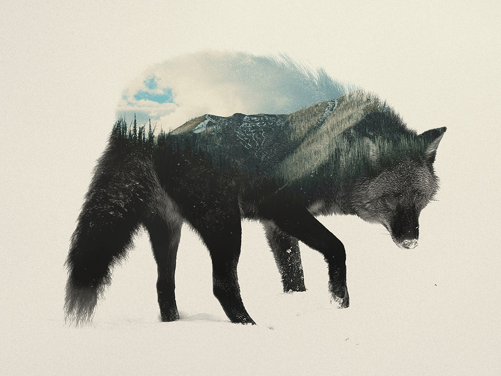 oolodesign's tweet photo. Double Exposure Animal Portraits by Andreas Lie #art #animals #landscape https://t.co/K85EsLj2Oj https://t.co/7tX30RGLxg