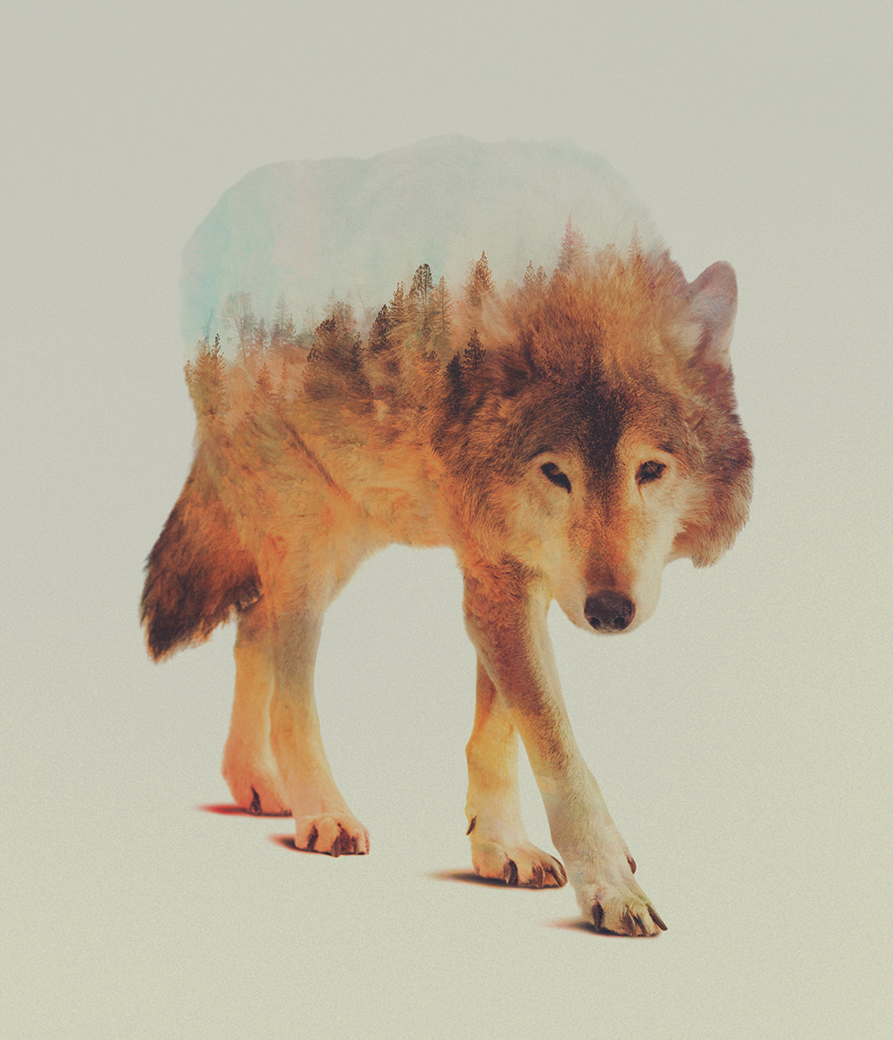 oolodesign's tweet photo. Double Exposure Animal Portraits by Andreas Lie #art #animals #landscape https://t.co/K85EsLj2Oj https://t.co/7tX30RGLxg