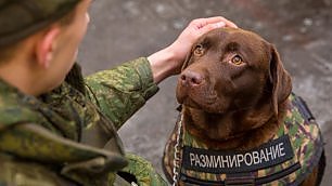 repubblica's tweet photo. Giubbotto antiproiettile per cani: ideato dai russi dopo la morte di Diesel https://t.co/BFfJ1CXt0r https://t.co/ZO4TACushh