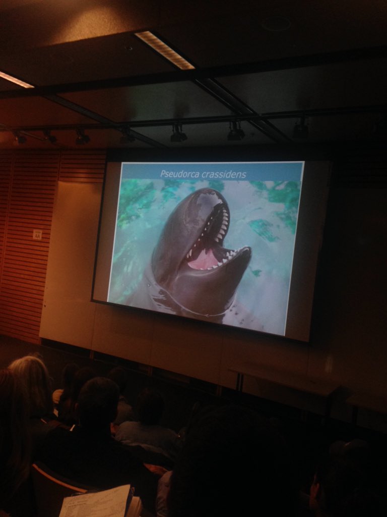 Lauren from <a href="/vanaqua/">Vancouver Aquarium</a>: tricky 2 explain the name "False killer whale" to public  #bcmms23 #stupidcommonnames #chester