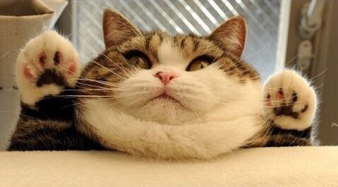 CuteCatsCo's tweet photo. MFW Thanksgiving is over https://t.co/BRIfzOkWx9