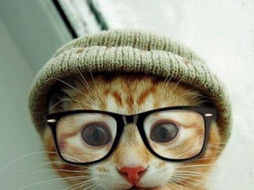 CuteCatsCo's tweet photo. Hipster cat 😏😂 https://t.co/kTlYOc45D5