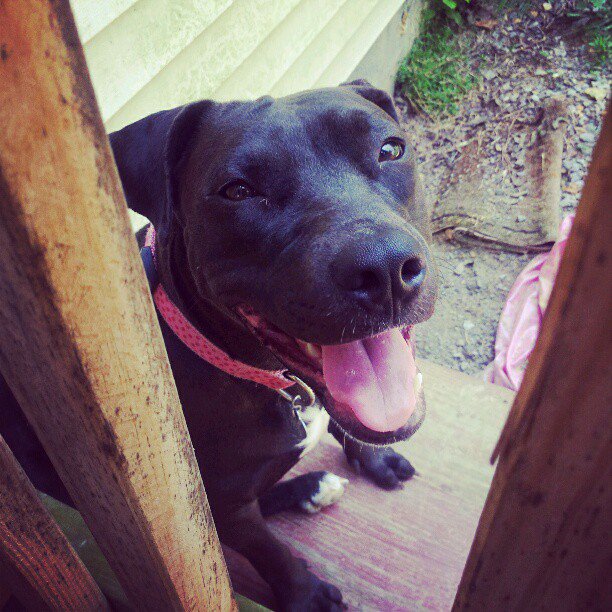 Star!!! #PitBullsandParolees #ShowUsYourPits https://t.co/Kb2TQorXD0<a href="/tag/pitbullsandparolees"class="tags">#PitBullsandParolees</a><a href="/tag/showusyourpits"class="tags">#ShowUsYourPits</a>