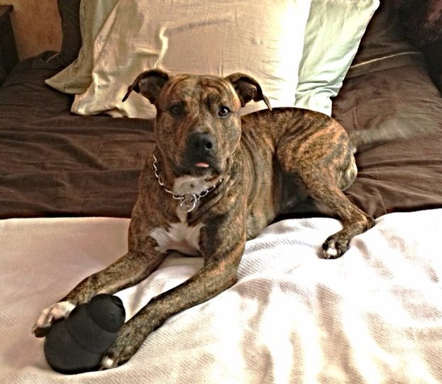WescottKaren's tweet photo. #ShowUsYourPits   This is Gator! https://t.co/5beM6Fddjn