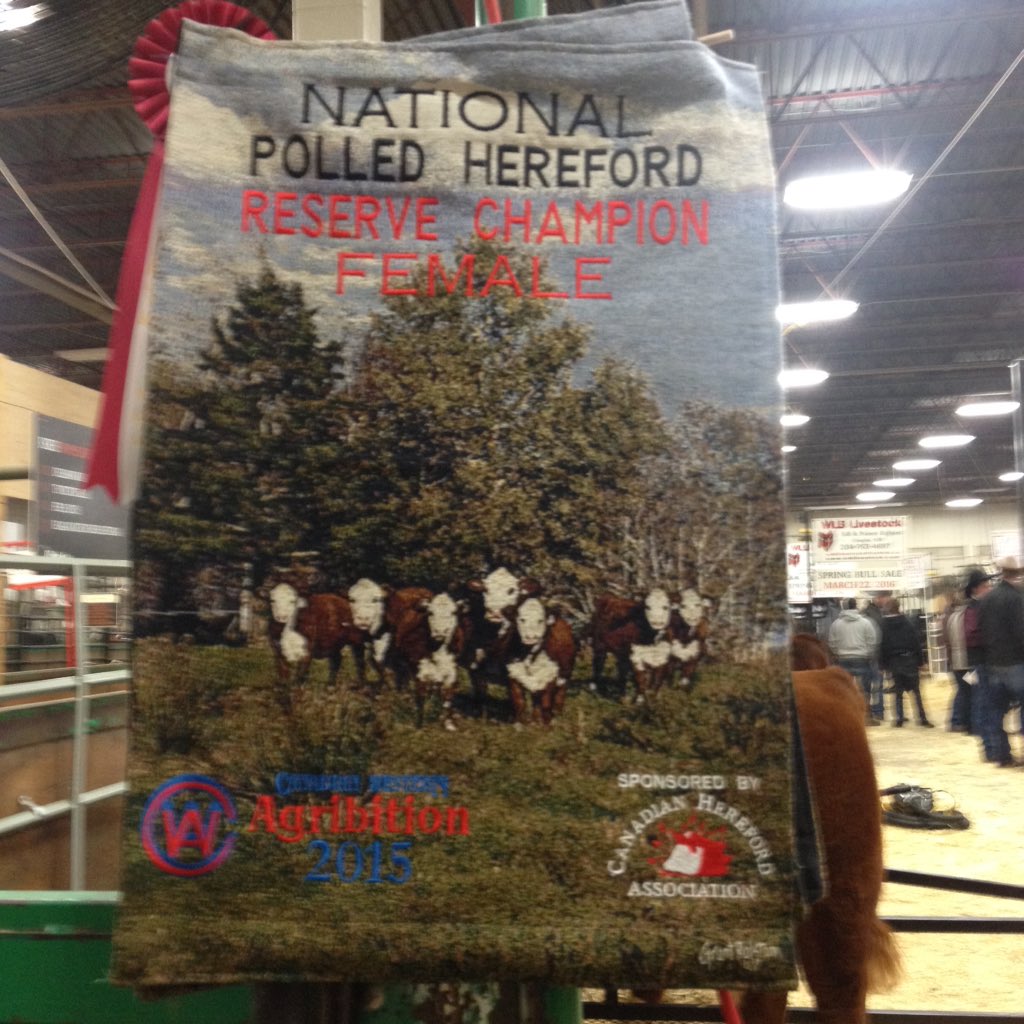 TruemanBeth's tweet photo. Agribition Banners in the Polled Herefords were of Thunderbrook Cattle! #Thunderbrook #Hereford https://t.co/8uPSF5OdtS
