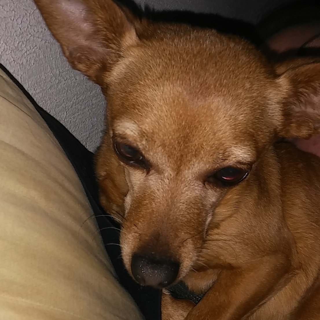 Cuddle with the wiggles. #chiweenie #dogs #smalldoglove