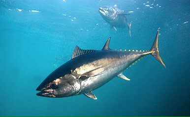 Indobubble's tweet photo. The southern bluefin tuna is endangered. One of its natural habitat is in Indonesia.
Length: 2.5m
Weight: 260kg https://t.co/Rq0vUmGWd4
