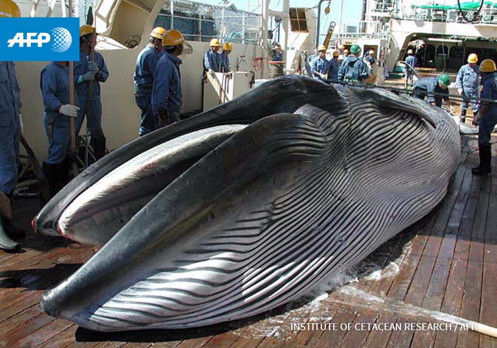 afpfr's tweet photo. Le Japon va reprendre la chasse à la baleine https://t.co/VJgFNRZa6s #AFP https://t.co/wdjoQE0jxC