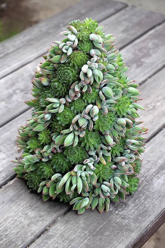 StarburstDecor's tweet photo. Christmas tree love! #ChristmasTreeShopping #funwithsucculents #succulents https://t.co/ZpL5fG2mSf