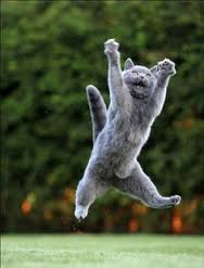 getcattyshop's tweet photo. Get excited cat folks of Australia, your one stop shop for all things #CAT is coming!
#getcatty #catshop https://t.co/4QUvgawW1L