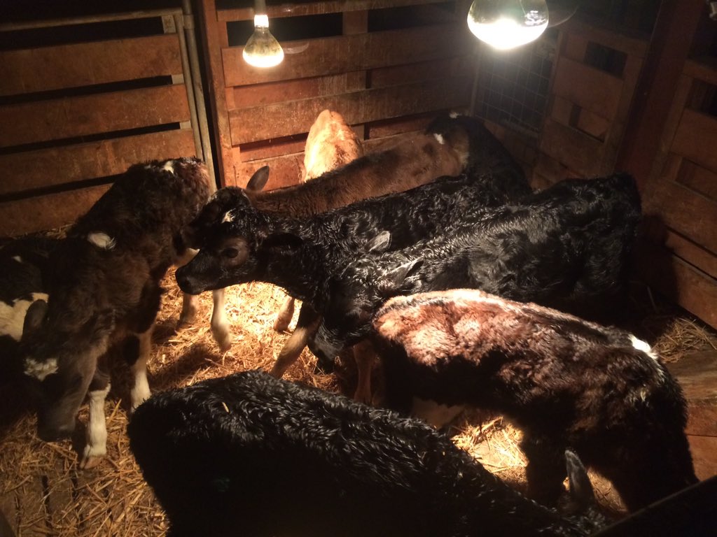 GregHerbert82's tweet photo. Cold stormy night out there, enjoy the heat lamps girls AND boys! #caring4calves https://t.co/sS6oKqbqwm