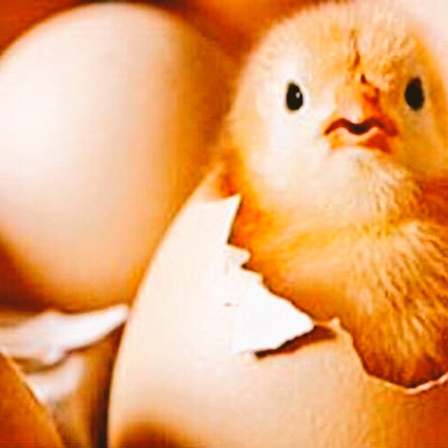 i__30ii's tweet photo. @d___33a @Aboood_ALkdaesi @am_9904 @bbdd28 🐣🐣🐣🐣🐣🐣😎😎😎🔥🔥🔥 https://t.co/IUl6yZXfzQ