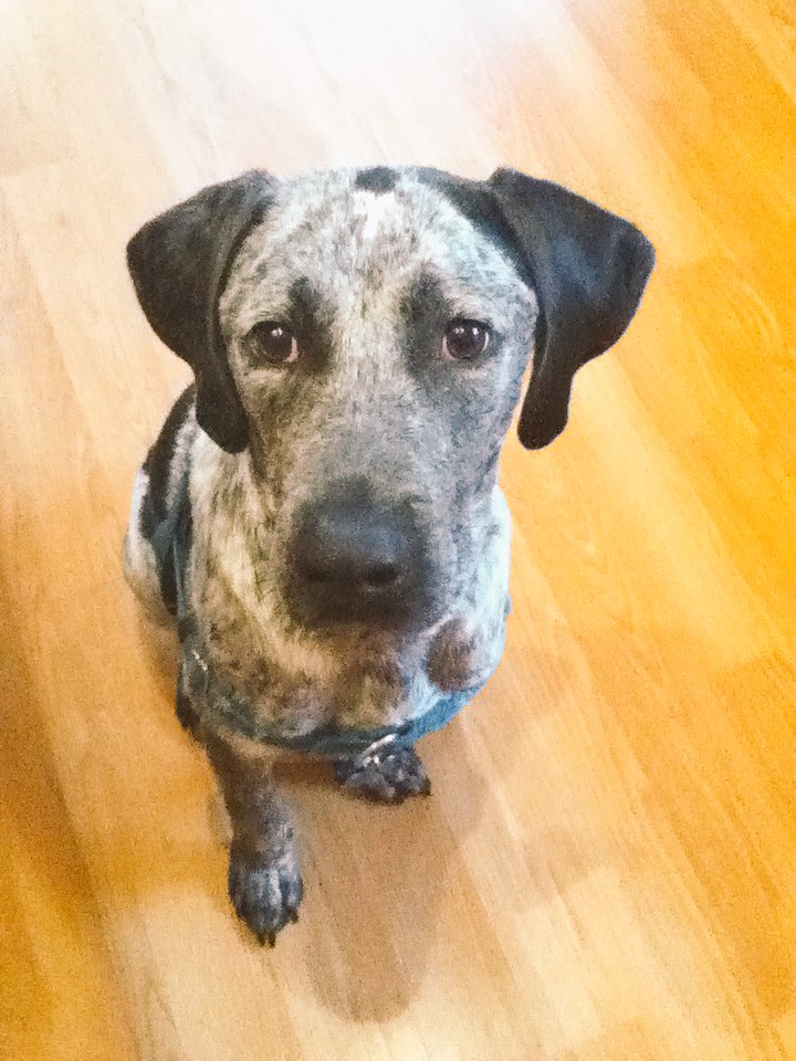 _kimiann's tweet photo. My puppy https://t.co/uoEfZomEhE