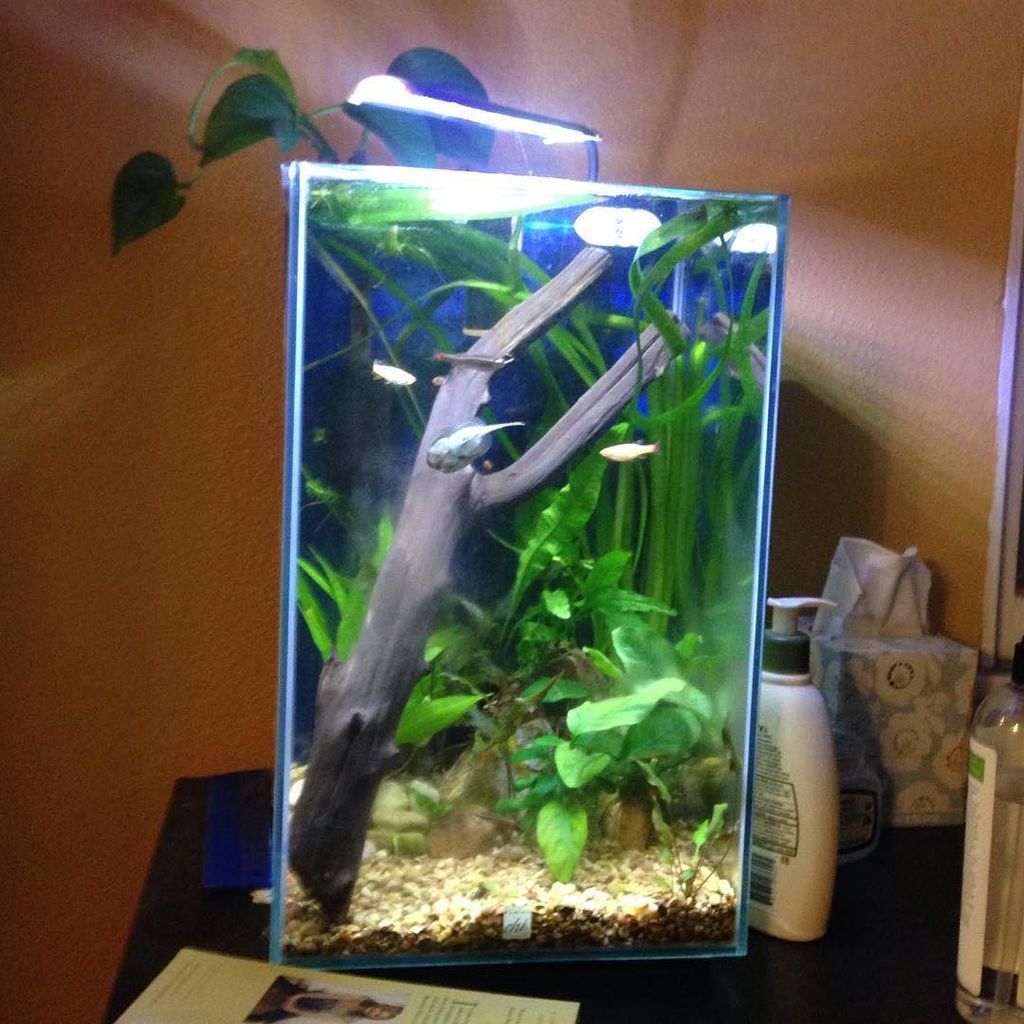 Akvaristan's tweet photo. #akvaristan #aquarium #akvaryum #aquarien 5 gallon cold water #whitecloudmountainminnow #hillstreamloach #plantedta… https://t.co/tqmhz6sriS
