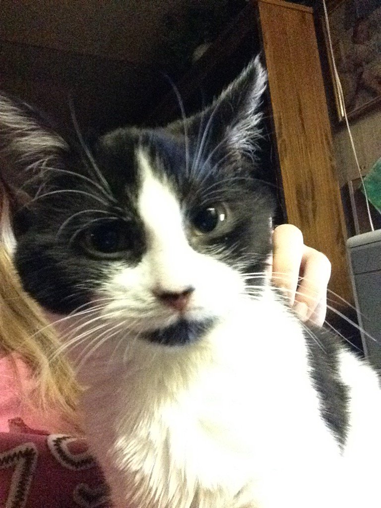 KatherineCM7879's tweet photo. Love my little pickle she's one fat cat https://t.co/dSNLeFMXpX