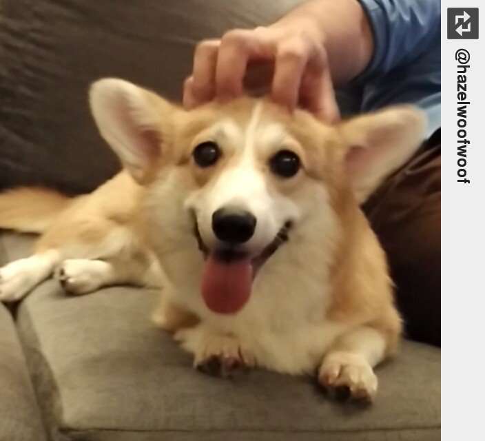 IngloriousDogs's tweet photo. Great massage from daddy :PP #hazelbaby #cute #love #puppylove #ingloriousdogs https://t.co/OnuEAJxgm6 https://t.co/LXsAg25sZ9