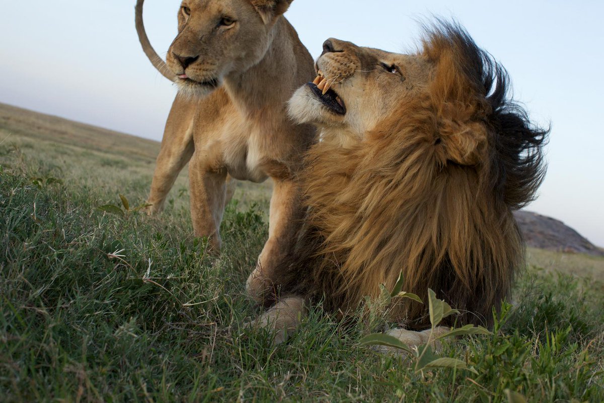 NatGeoAnimals's tweet image. RT if you're watching Lion Gangland now on #BigCatWeek!