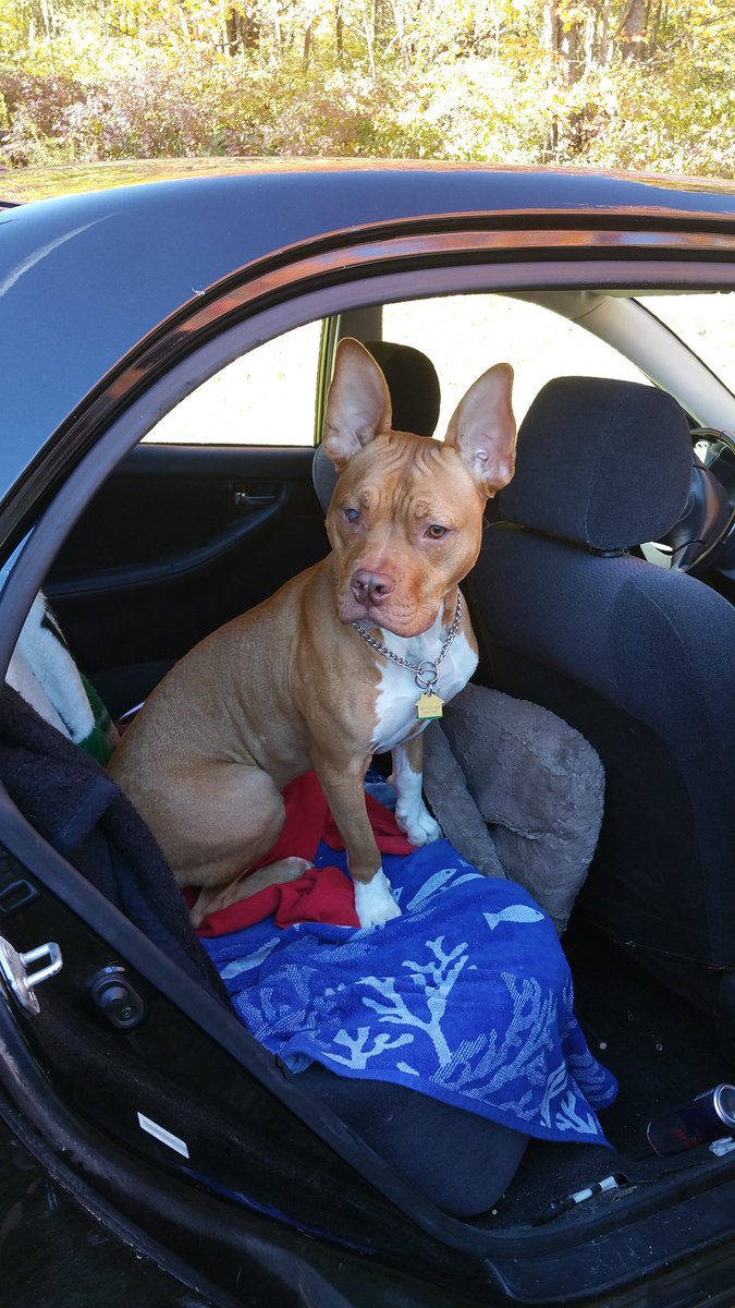 LaurLusk's tweet photo. #ShowUsYourPits Mikey Dog https://t.co/tQ9APhWQQg