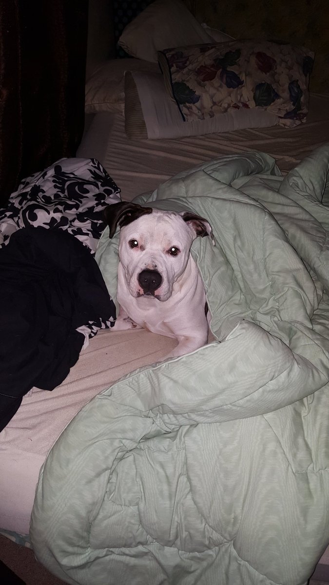 ebana0715's tweet photo. Its time for @PitsNParolees! Ignore their messy bed. https://t.co/tO09LWlxLI