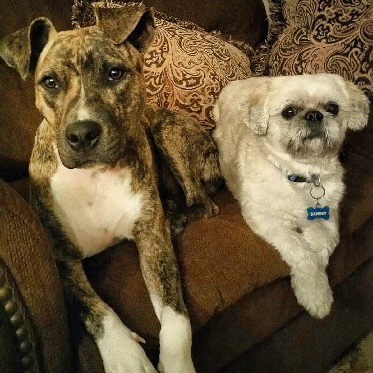 Queenglamis's tweet photo. @AnimalPlanet @PitbulNParolees #animalplanet #ShowusyourPits #SadieMae #Bandit https://t.co/uS19VcvppB
