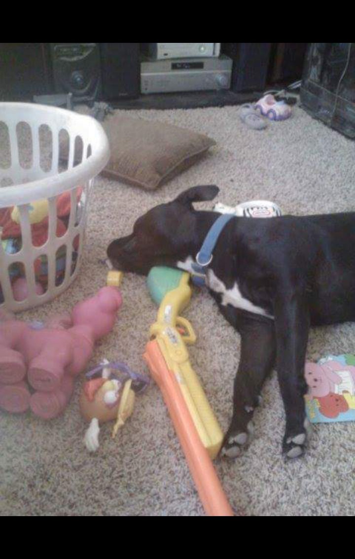 fuckyou4that's tweet photo. My Ralphie boo boo ❤😂 #ShowUsYourPits #PitBullsandParolees #pitparent #furbaby #bestfriend #pitbull https://t.co/sUo9TEmvwG