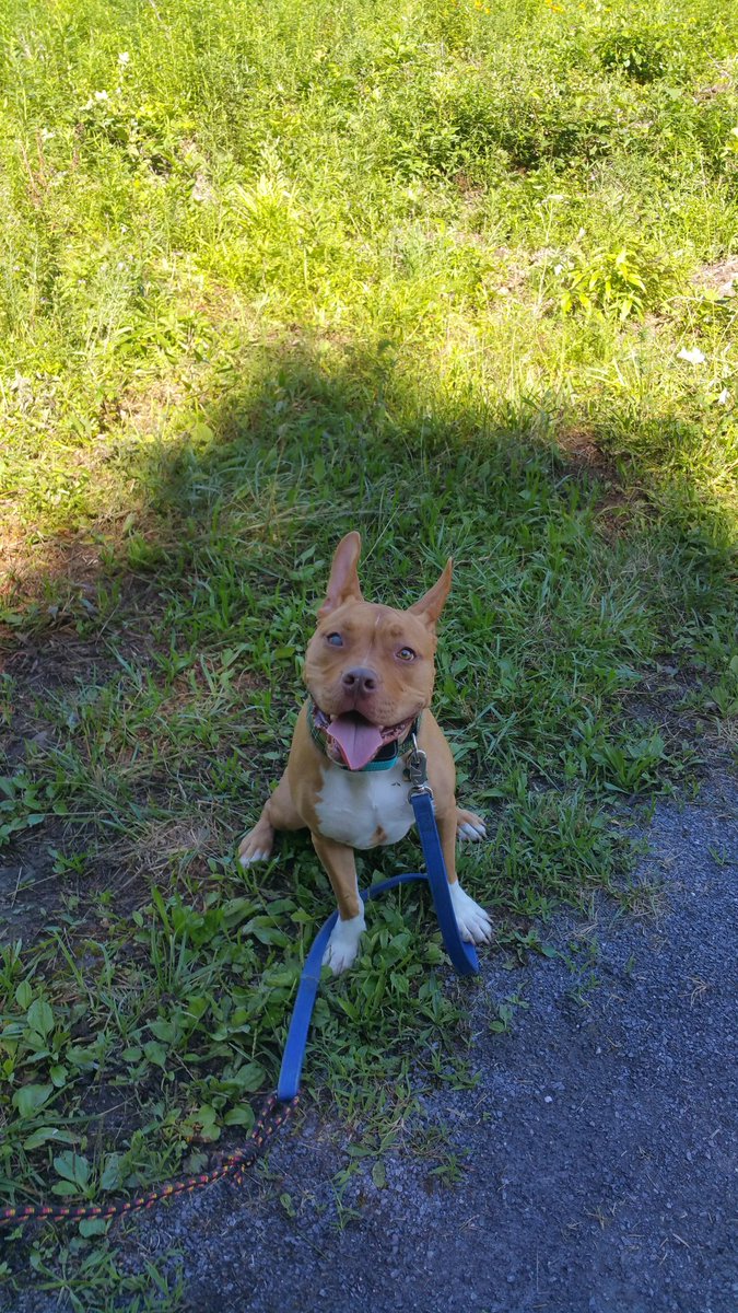 LaurLusk's tweet photo. #PitBullsandParolees #ShowUsYourPits Mikey https://t.co/mV9aJVWkZe