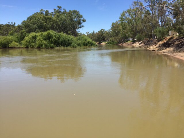LifeSavingVic's tweet image. Watching debris moving up river against river flow! #respecttheriver #massivemurraypaddle