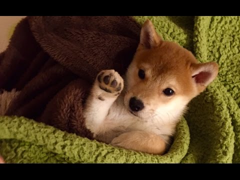 柴犬動画まとめ 公式 Na Twitteru 柴犬動画 かわいい肉球を見せながら手を上げバイバイする豆柴 T Co Esgygclrxq 柴犬 Shibainu Shiba T Co Va5lb5bwgm