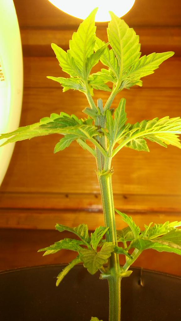 justlivehigh's tweet image. Our beautiful little plant. #month 2 #homegrown #weedporn