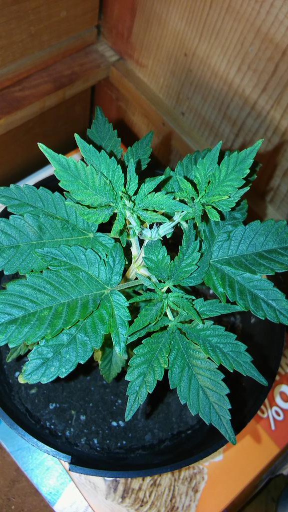 justlivehigh's tweet image. Month 3.  💪 #homegrown #weed #420