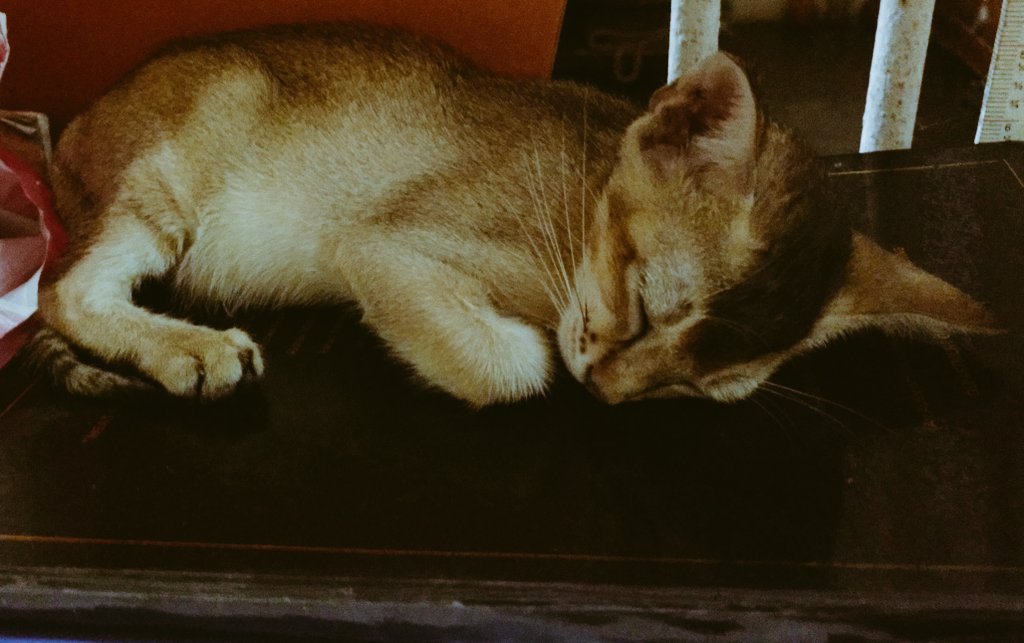 aalapsave's tweet photo. The way he sleeps 💙💙 https://t.co/rJg9ksUyoS