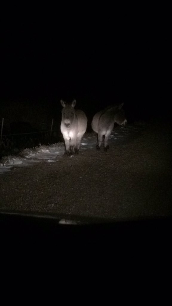 cook_abby's tweet photo. WE FOUND DONKEYS ON THE SIDE OF THE ROAD https://t.co/kRUPrr2Hmf