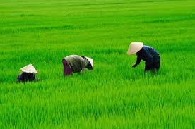 sikumisku's tweet photo. Banyak anak muda,sarjana bahkan anak petani TIDAK mau jadi petani,lalu siapa yg mau jadi petani??#gerakanpetani https://t.co/snjZQ5J2uS