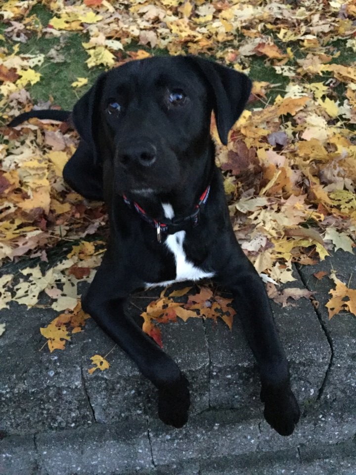 danute629's tweet photo. #Repyourwoof https://t.co/1Az5VR9acE