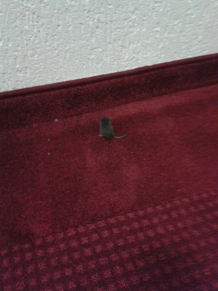 baltrummania's tweet photo. Wonder me why I see this in a 4 stars hotel. #mousealert https://t.co/hMUrKOM6qL