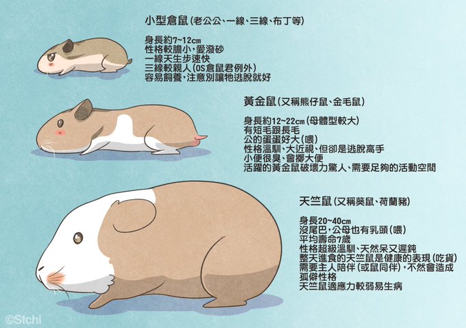 天竺鼠のtwitterイラスト検索結果 古い順