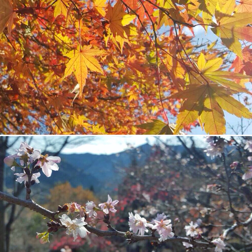 Wandererzzz's tweet photo. RT @UnGaijinAuJapon: Momiji ou Sakura? Pourquoi choisir quand on peut voir les deux en même temps? au Jyomine Koen https://t.co/lqaY5eKHSL